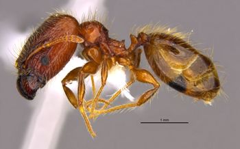 Media type: image;   Entomology 36160 Aspect: habitus lateral view